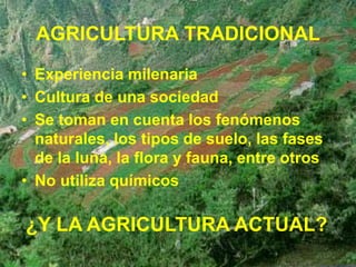 AGRICULTURA TRADICIONAL
• Experiencia milenaria
• Cultura de una sociedad
• Se toman en cuenta los fenómenos
naturales, los tipos de suelo, las fases
de la luna, la flora y fauna, entre otros
• No utiliza químicos
¿Y LA AGRICULTURA ACTUAL?
 