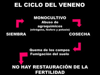 EL CICLO DEL VENENO
MONOCULTIVO
Abuso de
agroquímicos
(nitrógeno, fósforo y potasio)
COSECHA
Quema de los campos
Fumigación del suelo
NO HAY RESTAURACIÓN DE LA
FERTILIDAD
SIEMBRA
 