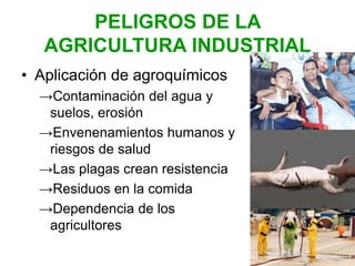 PELIGROS DE LA
AGRICULTURA INDUSTRIAL
• Aplicación de agroquímicos
→Contaminación del agua y
suelos, erosión
→Envenenamientos humanos y
riesgos de salud
→Las plagas crean resistencia
→Residuos en la comida
→Dependencia de los
agricultores
 