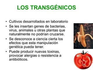 LOS TRANSGÉNICOS
• Cultivos desarrollados en laboratorio
• Se les insertan genes de bacterias,
virus, animales u otras plantas que
naturalmente no podrían cruzarse.
• Se desconoce a ciencia cierta los
efectos que esta manipulación
genética pueda tener.
• Puede producir nuevas toxinas,
provocar alergias o resistencia a
antibióticos.
 