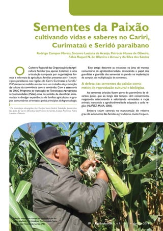 Sementes da Paixão 
cultivando vidas e saberes no Cariri, 
Curimataú e Seridó paraibano 
Rodrigo Campos Morais, Socorro Luciana de Araújo, Petrúcia Nunes de Oliveira, 
Fábia Raquel N. de Oliveira e Amaury da Silva dos Santos 
19 Agriculturas • v. 11 - n. 1 • abril de 2014 
O Coletivo Regional das Organizações da Agri-cultura 
Familiar (ou apenas Coletivo) é uma 
articulação composta por organizações for-mais 
e informais da agricultura familiar presentes em 11 muni-cípios 
paraibanos nas regiões do Cariri, Curimataú e Seridó.1 
O Coletivo se mobiliza em torno a um trabalho de promoção 
da cultura da convivência com o semiárido. Com a assessoria 
da ONG Programa de Aplicação de Tecnologias Apropriadas 
às Comunidades (Patac), atua no sentido de identificar, siste-matizar 
e divulgar experiências de famílias agricultoras e gru-pos 
comunitários orientadas pelos princípios da Agroecologia. 
1 Os municípios abrangidos são: Gurjão, Santo André, Soledade, Juazeirinho, 
São João do Cariri, Olivedos, São Vicente do Seridó, Cubatí, Pocinhos, Pedra 
Lavrada e Tenório. 
Este artigo descreve as iniciativas na área de manejo 
comunitário da agrobiodiversidade, destacando o papel dos 
guardiões e guardiãs das sementes da paixão na implantação 
de campos de multiplicação de sementes. 
A defesa das sementes da paixão como 
meios de reprodução cultural e biológica 
As sementes crioulas fazem parte do patrimônio de di-versos 
povos que ao longo dos tempos vêm conservando, 
resgatando, selecionando e valorizando variedades e raças 
animais, mantendo a agrobiodiversidade adaptada a cada re-gião 
(NUÑEZ; MAIA, 2006). 
Embora sejam centrais na manutenção de relativo 
grau de autonomia das famílias agricultoras, muito frequen- 
Seleção massal em campo de multiplicação do 
milho adelaide - Sr. Abelicio, Comunidade Santa 
Cruz - São Vicente do Seridó (PB) 
Fotos: Arquivo do Coletivo Regional das Organizações da Agricultura Familiar 
 