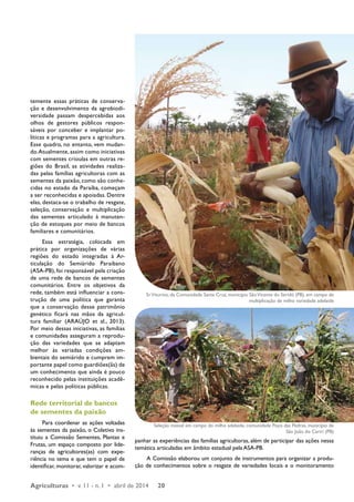 temente essas práticas de conserva-ção 
e desenvolvimento da agrobiodi-versidade 
passam despercebidas aos 
olhos de gestores públicos respon-sáveis 
por conceber e implantar po-líticas 
e programas para a agricultura. 
Esse quadro, no entanto, vem mudan-do. 
Atualmente, assim como iniciativas 
com sementes crioulas em outras re-giões 
do Brasil, as atividades realiza-das 
pelas famílias agricultoras com as 
sementes da paixão, como são conhe-cidas 
no estado da Paraíba, começam 
a ser reconhecidas e apoiadas. Dentre 
elas, destaca-se o trabalho de resgate, 
seleção, conservação e multiplicação 
das sementes articulado à manuten-ção 
de estoques por meio de bancos 
familiares e comunitários. 
Essa estratégia, colocada em 
prática por organizações de várias 
regiões do estado integradas à Ar-ticulação 
do Semiárido Paraibano 
(­ASA- 
PB), foi responsável pela criação 
de uma rede de bancos de sementes 
comunitários. Entre os objetivos da 
rede, também está influenciar a cons-trução 
de uma política que garanta 
que a conservação desse patrimônio 
genético ficará nas mãos da agricul-tura 
familiar (ARAÚJO et al., 2013). 
Por meio dessas iniciativas, as famílias 
e comunidades asseguram a reprodu-ção 
das variedades que se adaptam 
melhor às variadas condições am-bientais 
do semiárido e cumprem im-portante 
papel como guardiões(ãs) de 
um conhecimento que ainda é pouco 
reconhecido pelas instituições acadê-micas 
e pelas políticas públicas. 
Rede territorial de bancos 
de sementes da paixão 
Para coordenar as ações voltadas 
às sementes da paixão, o Coletivo ins-tituiu 
a Comissão Sementes, Plantas e 
Frutas, um espaço composto por lide-ranças 
de agricultores(as) com expe-riência 
no tema e que tem o papel de 
identificar, monitorar, valorizar e acom-panhar 
Sr. Viturino, da Comunidade Santa Cruz, município São Vicente do Seridó (PB), em campo de 
as experiências das famílias agricultoras, além de participar das ações nessa 
temática articuladas em âmbito estadual pela ASA-PB. 
A Comissão elaborou um conjunto de instrumentos para organizar a produ-ção 
de conhecimentos sobre o resgate de variedades locais e o monitoramento 
Agriculturas • v. 11 - n. 1 • abril de 2014 20 
multiplicação de milho variedade adelaide 
Seleção massal em campo do milho adelaide, comunidade Poço das Pedras, município de 
São João do Cariri (PB) 
 