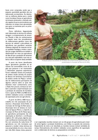 Produção própria de sementes de hortaliças tem proporcionado ganhos de 30% em 
produtividade no município de Maria da Fé (MG) 
Corte do repolho para indução do florescimento e produção de sementes 
41 Agriculturas • v. 11 - n. 1 • abril de 2014 
locais eram compradas, sendo que a 
pequena quantidade guardada não era 
selecionada corretamente. Ao destina-rem 
as melhores plantas para a venda 
como hortaliças frescas, os agricultores 
terminavam praticando a chamada sele-ção 
negativa, já que as piores plantas que 
sobravam no campo eram aproveitadas 
para gerar as sementes para os próxi-mos 
plantios. 
Outra deficiência diagnosticada 
está relacionada às técnicas de colheita, 
secagem e armazenamento de semen-tes. 
Devido à falta de conhecimentos 
a respeito tanto dos procedimentos 
de melhoramento genético como das 
técnicas de colheita e pós-colheita, os 
agricultores que guardavam sementes 
acabavam dispondo de materiais de bai-xa 
qualidade fisiológica, úmidos e ataca-dos 
por pragas. Identificou-se também a 
disseminação em meio aos agricultores 
da ideia de que a produção de sementes 
era coisa para especialistas e que não ca-beria 
a eles se ocuparem dessa atividade. 
A partir daí, foram identificados 
alguns agricultores guardiões de se-mentes 
nas comunidades rurais da re-gião 
que passaram a ser incentivados 
a desenvolver pequenas experiências. 
Foram realizados ensaios de produção 
de adubos verdes (através do projeto 
de Bancos de Sementes Comunitários 
de adubos verdes do Mapa) e ativida-des 
de melhoramento participativo de 
algumas culturas sobre as quais eles 
detinham maior conhecimento, como 
o feijão. Aos poucos, começou-se tam-bém 
a estimular a experimentação com 
a produção de sementes de hortaliças. 
Com o apoio do MDA e da ABD, foram 
também realizados cursos e atividades 
de capacitação junto aos agricultores. 
A partir de 2010, a ABD focou o 
trabalho em três associações de pro-dutores: 
a Associação Serras Verdes, no 
município de Córrego do Bom Jesus, a 
Associação Serra de Santana, no muni-cípio 
de Sapucaí Mirim, e a Apan-Fé, no 
município de Maria da Fé. Nessa época, 
os agricultores participantes das três 
associações já detinham a certificação 
orgânica. Em cada grupo, algumas pes-soas 
manifestaram interesse pelo traba-lho 
com sementes. Ao todo, foram 27 
agricultores nos três municípios que 
passaram a receber visitas técnicas em 
suas propriedades de uma a duas vezes 
por mês. Além dessas visitas, passaram 
a ser organizadas reuniões mensais com os três grupos de agricultores para tratar 
de temas ligados à produção biodinâmica, com ênfase na questão das sementes. 
Dependendo do tema a ser abordado, as reuniões mensais incluem atividades de 
campo. Eventualmente, são também realizados cursos específicos de capacitação 
com a colaboração de técnicos ou pesquisadores convidados. 
 
