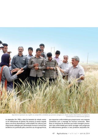 Agricultores expressam seu orgulho ao compartilhar variedades que possuem vantagens em relação àquelas desenvolvidas em programas 
convencionais de melhoramento genético 
47 Agriculturas • v. 11 - n. 1 • abril de 2014 
te adaptadas. Em 1956, a ideia foi batizada de método evoluti-vo 
de melhoramento de plantas. No entanto, já existia naquela 
época uma forte demanda por uniformidade nas culturas mais 
importantes utilizadas para alimentação humana e animal. Essa 
tendência era justificada pelo crescente uso de agroquímicos, 
que requeriam uniformidade para proporcionar uma resposta 
consistente com o emprego de insumos comerciais. Além 
disso, as empresas de sementes que então emergiam promo-viam 
essa uniformidade para tentar proteger seus programas 
de melhoramento genético e seus produtos associados. As- 
 