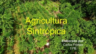 Agricultura
Sintrópica
Elaborado por:
Carlos Freitas
11ºB
 