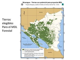 Tierras
elegibles
Para el MDL
Forestal
 