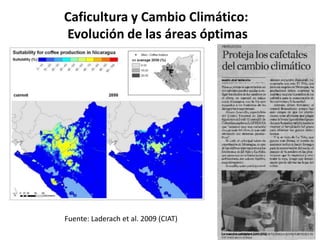 Caficultura y Cambio Climático:
Evolución de las áreas óptimas




Fuente: Laderach et al. 2009 (CIAT)
 