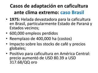 Casos de adaptación en caficultura
   ante clima extremo: caso Brasil
• 1975: Helada devastadora para la caficultura
  en Brasil, particularmente Estado de Paraná y
  Estados vecinos;
• 600,000 empleos perdidos
• Reemplazo de 400,000 ha (costos)
• Impacto sobre los stocks de café y precios
  globales;
• Positivo para caficultura en América Central:
  precio aumentó de USD 80.39 a USD
  317.68/QQ oro
 