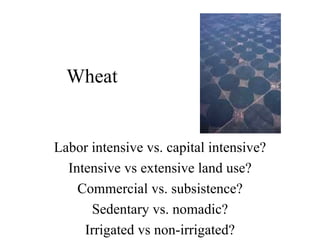 Wheat Labor intensive vs. capital intensive? Intensive vs extensive land use? Commercial vs. subsistence? Sedentary vs. nomadic? Irrigated vs non-irrigated? 