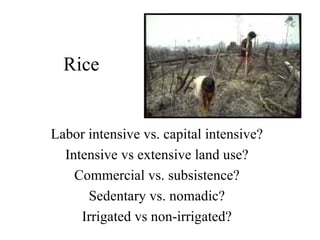 Rice Labor intensive vs. capital intensive? Intensive vs extensive land use? Commercial vs. subsistence? Sedentary vs. nomadic? Irrigated vs non-irrigated? 