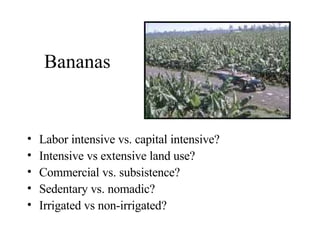 Bananas Labor intensive vs. capital intensive? Intensive vs extensive land use? Commercial vs. subsistence? Sedentary vs. nomadic? Irrigated vs non-irrigated? 