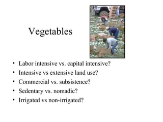 Vegetables Labor intensive vs. capital intensive? Intensive vs extensive land use? Commercial vs. subsistence? Sedentary vs. nomadic? Irrigated vs non-irrigated? 