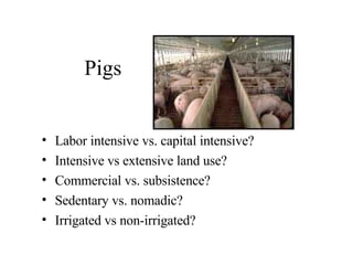 Pigs Labor intensive vs. capital intensive? Intensive vs extensive land use? Commercial vs. subsistence? Sedentary vs. nomadic? Irrigated vs non-irrigated? 