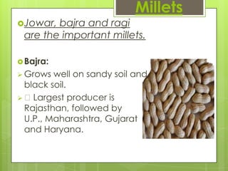 Millets
Jowar, bajra and ragi
 are the important millets.

 Bajra:
 Grows  well on sandy soil and
  black soil.
 Largest producer is
  Rajasthan, followed by
  U.P., Maharashtra, Gujarat
  and Haryana.
 