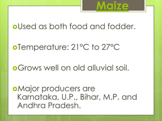 Maize
Used   as both food and fodder.

Temperature:    21°C to 27°C

Grows   well on old alluvial soil.

Major producers are
 Karnataka, U.P., Bihar, M.P. and
 Andhra Pradesh.
 