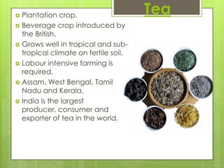 Plantation crop.                    Tea
 Beverage crop introduced by
  the British.
 Grows well in tropical and sub-
  tropical climate on fertile soil.
 Labour intensive farming is
  required.
 Assam, West Bengal, Tamil
  Nadu and Kerala.
 India is the largest
  producer, consumer and
  exporter of tea in the world.
 