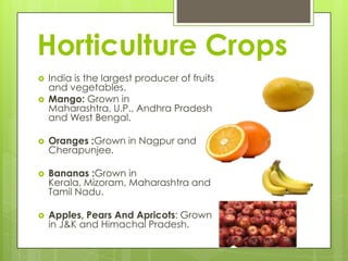 Horticulture Crops
   India is the largest producer of fruits
    and vegetables.
   Mango: Grown in
    Maharashtra, U.P., Andhra Pradesh
    and West Bengal.

   Oranges :Grown in Nagpur and
    Cherapunjee.

   Bananas :Grown in
    Kerala, Mizoram, Maharashtra and
    Tamil Nadu.

   Apples, Pears And Apricots: Grown
    in J&K and Himachal Pradesh.
 