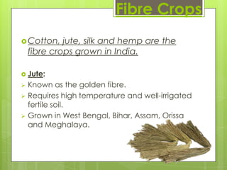 Fibre Crops
 Cotton,    jute, silk and hemp are the
    fibre crops grown in India.

 Jute:
 Known as the golden fibre.
 Requires high temperature and well-irrigated
  fertile soil.
 Grown in West Bengal, Bihar, Assam, Orissa
  and Meghalaya.
 