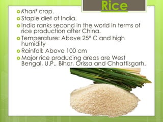  Kharif crop.
                              Rice
 Staple diet of India.
 India ranks second in the world in terms of
  rice production after China.
 Temperature: Above 25° C and high
  humidity
 Rainfall: Above 100 cm
 Major rice producing areas are West
  Bengal, U.P., Bihar, Orissa and Chhattisgarh.
 