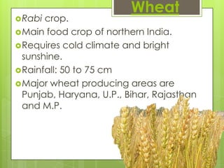 Wheat
 Rabi crop.
 Main food crop of northern India.
 Requires cold climate and bright
  sunshine.
 Rainfall: 50 to 75 cm
 Major wheat producing areas are
  Punjab, Haryana, U.P., Bihar, Rajasthan
  and M.P.
 