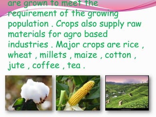 are grown to meet the
requirement of the growing
population . Crops also supply raw
materials for agro based
industries . Major crops are rice ,
wheat , millets , maize , cotton ,
jute , coffee , tea .

 