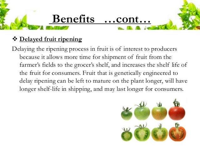 advantages of integrating biotechnology and genetic engineering in agriculture Plant genetics remains of how genetically engineered crops have been integrated into agricultural practices around including crop genetic engineering. advantages of integrating biotechnology and genetic engineering in agriculture Plant genetics remains of how genetically engineered crops have been integrated into agricultural practices around including crop genetic engineering.