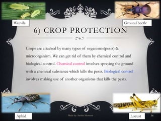 6) CROP PROTECTION
Crops are attacked by many types of organisms(pests) &
microorganism. We can get rid of them by chemical control and
biological control. Chemical control involves spraying the ground
with a chemical substance which kills the pests. Biological control
involves making use of another organisms that kills the pests.
Weevils Ground beetle
Aphid LocustMade by- Sachin Motwani 16
 