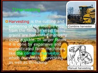 7)Harvesting
Harvesting is the cutting and
gathering of the mature crop
from the fields in small farms
grains are harvested manually
using a sickle. In larger farms
it is done by expansive and
sophisticated farm machinery
like the combine harvester,
which does both- harvesting
as well as threshing.
Combine harvester
Manual harvesting
Made by- Sachin Motwani17
 