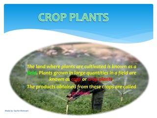  The land where plants are cultivated is known as a
field. Plants grown in large quantities in a field are
known as crop or crop plants.
 The products obtained from these crops are called
produce.
Made by- Sachin Motwani 5
 
