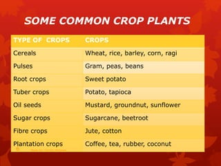 TYPE OF CROPS CROPS
Cereals Wheat, rice, barley, corn, ragi
Pulses Gram, peas, beans
Root crops Sweet potato
Tuber crops Potato, tapioca
Oil seeds Mustard, groundnut, sunflower
Sugar crops Sugarcane, beetroot
Fibre crops Jute, cotton
Plantation crops Coffee, tea, rubber, coconut
SOME COMMON CROP PLANTS
Made by- Sachin Motwani6
 