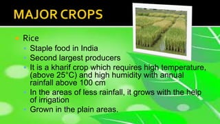  Rice
 Staple food in India
 Second largest producers
 It is a kharif crop which requires high temperature,
(above 25°C) and high humidity with annual
rainfall above 100 cm
 In the areas of less rainfall, it grows with the help
of irrigation
 Grown in the plain areas.
 