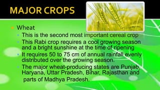  Wheat
 This is the second most important cereal crop
 This Rabi crop requires a cool growing season
and a bright sunshine at the time of ripening
 It requires 50 to 75 cm of annual rainfall evenly
distributed over the growing season.
 The major wheat-producing states are Punjab,
Haryana, Uttar Pradesh, Bihar, Rajasthan and
parts of Madhya Pradesh.
 