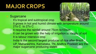  Sugarcane
 It’s tropical and subtropical crop
 It grows in hot and humid climate with temperature around
21o C to 27o C
 It requires the rainfall around 75cm to100cm
 It can be grown with the help of irrigation in variety of soil
 It is labour intensive crop
 India is the second largest producer of rice after Brazil
 UP, Maharashtra, Karnataka, TN, Andhra Pradesh are the
major sugarcane producing states
 