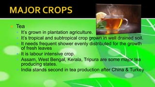  Tea
 It’s grown in plantation agriculture.
 It’s tropical and subtropical crop grown in well drained soil.
 It needs frequent shower evenly distributed for the growth
of fresh leaves
 It is labour intensive crop.
 Assam, West Bengal, Kerala, Tripura are some major tea
producing states.
 India stands second in tea production after China & Turkey
 