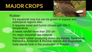  Rubber
 It’s equatorial crop but can be grown in tropical and
subtropical regions also.
 It requires moist and humid climate with 25o C
temperature.
 It needs rainfall more than 200 cm
 It’s major industrial raw material
 The major rubber producing states are Kerala, Tamil Nadu,
Karnataka, Andaman & Nicobar islands and Meghalaya
 India stands forth in the production of Rubber.
 