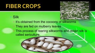  Silk
▪ It’s obtained from the cocoons of silkworms
▪ They are fed on mulberry leaves
▪ This process of rearing silkworms and obtain silk is
called sericulture.
 