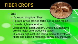  Jute
▪ It’s known as golden fiber
▪ It grows in well drained fertile soil in plain region
▪ It needs high temperature
▪ West Bengal, Bihar, Assam, Orissa & Meghalaya
are the major Jute producing states
▪ Due to its high cost, it is losing market to synthetic
fibers and packing materials, particularly the nylon.
 