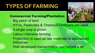  Commercial Farming/Plantation
 Big patch of land
 HYVs, Pesticides & Chemical Fertilizers are used
 A single crop is grown
 Labour intensive farming
 Production is used as raw materials in agro based
industries
 Well developed transportation has helped a lot
 