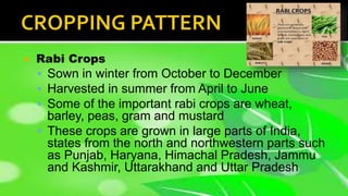  Rabi Crops
 Sown in winter from October to December
 Harvested in summer from April to June
 Some of the important rabi crops are wheat,
barley, peas, gram and mustard
 These crops are grown in large parts of India,
states from the north and northwestern parts such
as Punjab, Haryana, Himachal Pradesh, Jammu
and Kashmir, Uttarakhand and Uttar Pradesh
 
