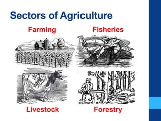 Sectors of Agriculture
Farming Fisheries
Livestock Forestry
 