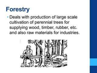 Forestry
• Deals with production of large scale
cultivation of perennial trees for
supplying wood, timber, rubber, etc.
and also raw materials for industries.
 