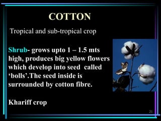 COTTON
Khariff crop
Tropical and sub-tropical crop
Shrub- grows upto 1 – 1.5 mts
high, produces big yellow flowers
which d...
