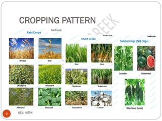 Suitable Cropping Pattern Examples Agriculture | PDF