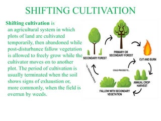SHIFTING CULTIVATION
Shifting cultivation is
an agricultural system in which
plots of land are cultivated
temporarily, then abandoned while
post-disturbance fallow vegetation
is allowed to freely grow while the
cultivator moves on to another
plot. The period of cultivation is
usually terminated when the soil
shows signs of exhaustion or,
more commonly, when the field is
overrun by weeds.
 
