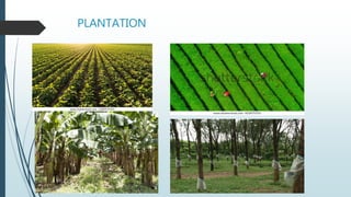 PLANTATION
 