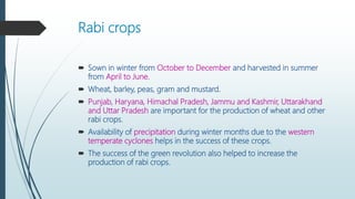 Rabi crops
 Sown in winter from October to December and harvested in summer
from April to June.
 Wheat, barley, peas, gram and mustard.
 Punjab, Haryana, Himachal Pradesh, Jammu and Kashmir, Uttarakhand
and Uttar Pradesh are important for the production of wheat and other
rabi crops.
 Availability of precipitation during winter months due to the western
temperate cyclones helps in the success of these crops.
 The success of the green revolution also helped to increase the
production of rabi crops.
 