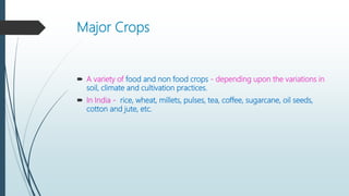 Major Crops
 A variety of food and non food crops - depending upon the variations in
soil, climate and cultivation practices.
 In India - rice, wheat, millets, pulses, tea, coffee, sugarcane, oil seeds,
cotton and jute, etc.
 