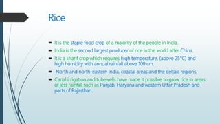Rice
 It is the staple food crop of a majority of the people in India.
 India is the second largest producer of rice in the world after China.
 It is a kharif crop which requires high temperature, (above 25°C) and
high humidity with annual rainfall above 100 cm.
 North and north-eastern India, coastal areas and the deltaic regions.
 Canal irrigation and tubewells have made it possible to grow rice in areas
of less rainfall such as Punjab, Haryana and western Uttar Pradesh and
parts of Rajasthan.
 