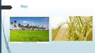 Rice
 
