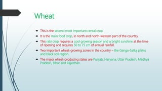 Wheat
 This is the second most important cereal crop.
 It is the main food crop, in north and north-western part of the country.
 This rabi crop requires a cool growing season and a bright sunshine at the time
of ripening and requires 50 to 75 cm of annual rainfall.
 Two important wheat-growing zones in the country – the Ganga-Satluj plains
and black soil region.
 The major wheat-producing states are Punjab, Haryana, Uttar Pradesh, Madhya
Pradesh, Bihar and Rajasthan.
 